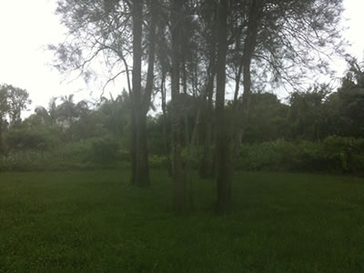 trees at Minnippi